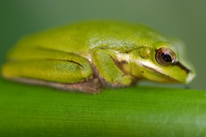 Frog_274_1_2000px