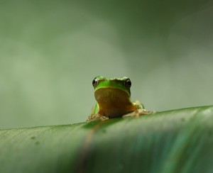Frog_287_cropped_2000