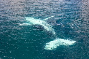 Whales_DSC_2794_edited_1200