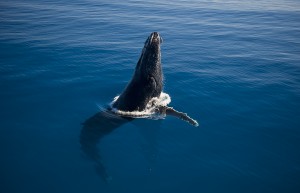 Whales_DSC_4551
