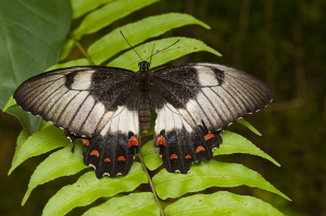 Butterflies throughout Australia come in a wide range of colours