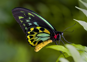 The birdwing butterfly with its vibrant markings