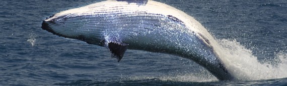 Record Humpback Whales