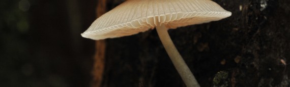 Photographing Fungi