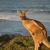 Quirky facts about Australian animals