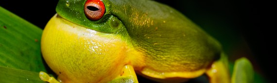 Tips for photographing frogs