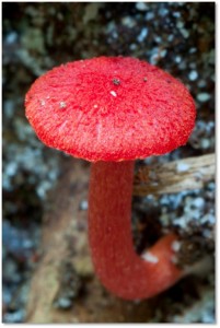 Fungi_Queensland_1