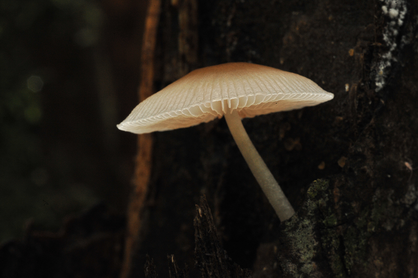 Fungi_queensland_2848_1400