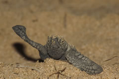 A loggerhead turtle hatches at Mon Repos 
