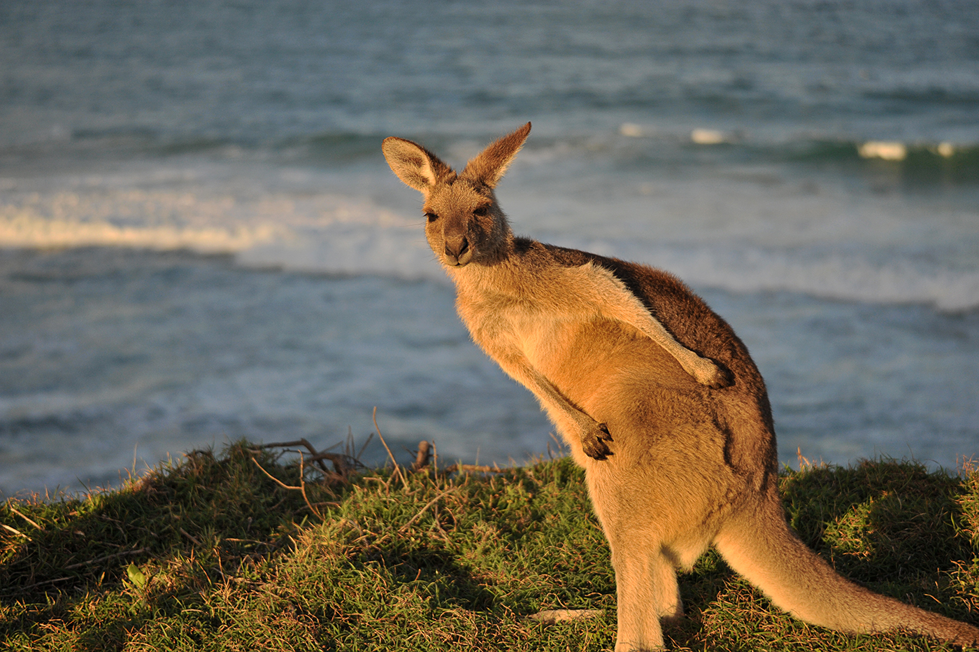 Quirky facts about Australian animals Bluedog Photography Courses Brisbane